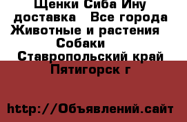 Щенки Сиба Ину доставка - Все города Животные и растения » Собаки   . Ставропольский край,Пятигорск г.